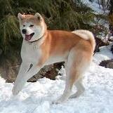 Es un akita-inu muy obediente;le gusta jugar al fútbol.